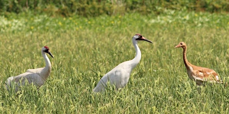 Louisiana's Whooping Cranes