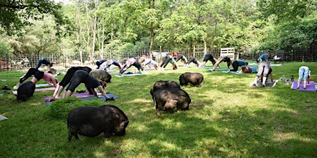 Mothers Day Yoga with Pigs led by Liz