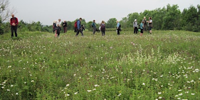 Primaire afbeelding van Bees and Other Invertebrates at the Prudhoe Spetchells