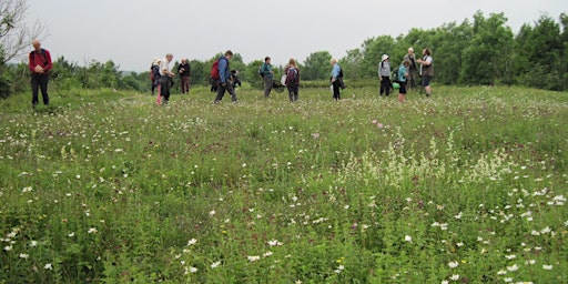 Bees and Other Invertebrates at the Prudhoe Spetchells