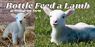 Bottle Feed a Lamb at Wellsgreen primary image