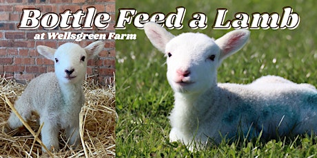 Bottle Feed a Lamb at Wellsgreen