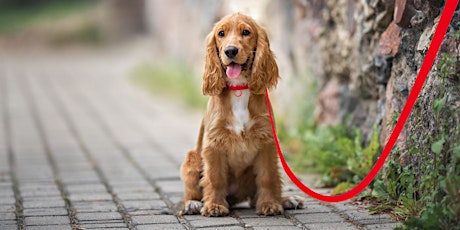 Talk & Walk - Balade Educative Canine dédiée aux Cockers