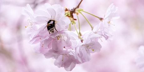 'Thank You CUH Volunteers' Series - Onsite Biodiversity Guided Walk