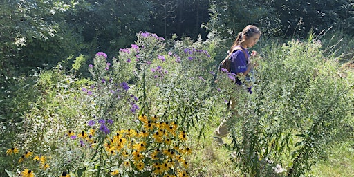 Guided Tour of the Pollinator Meadows and Woods in Hampton Park primary image