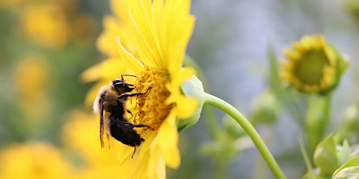 Imagem principal de Guided Tour of the Flutter and Buzz Pollinator Garden