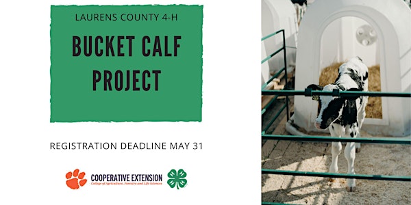 2023 Laurens County 4-H Bucket Calf Project