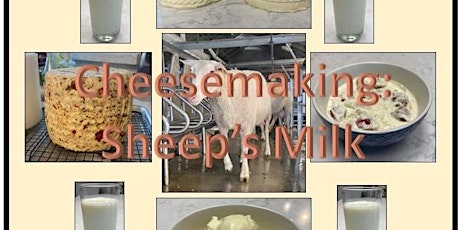 Cheesemaking - Sheep's Milk Cheeses/Manchego