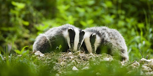 Badger Watch at Falls of Clyde 2024 primary image