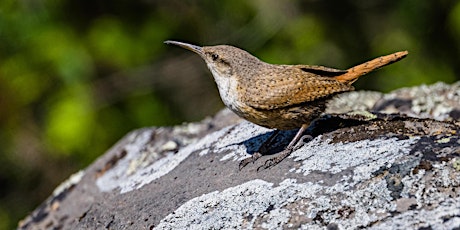 Birding at Foote Park