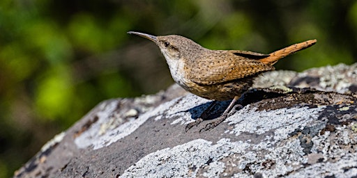 Imagen principal de Birding at Foote Park
