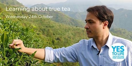 Yes to Life: Learning about true tea with Don Mei primary image