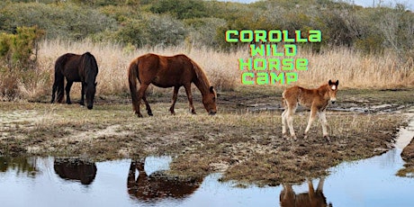 World of Corolla Wild Horses