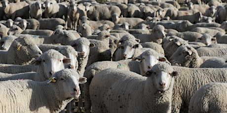  USU Sheep Shearing School 2019 primary image