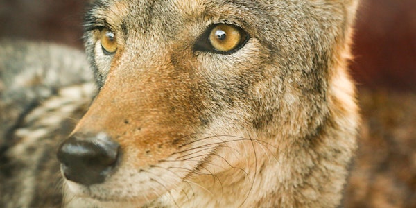 History and Ecology of Eastern Coyotes
