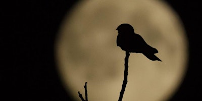 Primaire afbeelding van Wildlife of the night - Carl Chapman
