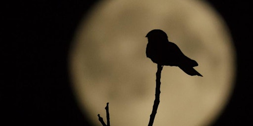 Hauptbild für Wildlife of the night - Carl Chapman