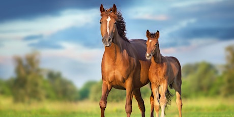 Image principale de Stables Equine Practice Spring Client Evening - Breeding and Laminitis