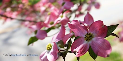 Immagine principale di Flowering Plant Identification 