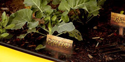 Beginners Guide to Edible School Gardens