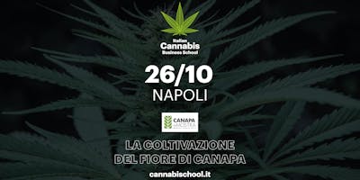 ICBS | La coltivazione del fiore di canapa ICBS | La coltivazione del fiore di canapa