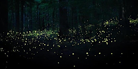 Synchronous Firefly Guided Tour at Wall Doxey State Park