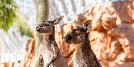 Hauptbild für Taylors College – Taronga Zoo Excursion