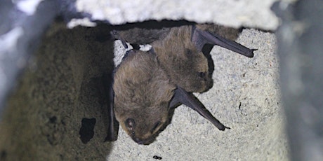 Highgate Wood Bat Watch Walk primary image