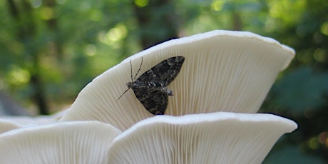 Highgate Wood Moth ID Walk primary image