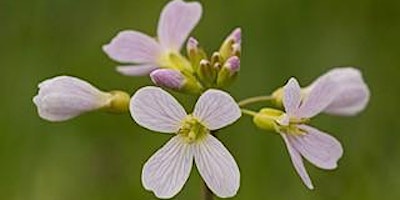 SIPC Trumpington Meadows (Macro Session)