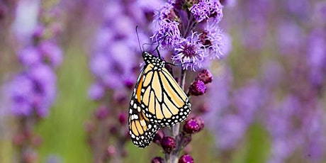 Community  Science Pollinator Count -  June 24