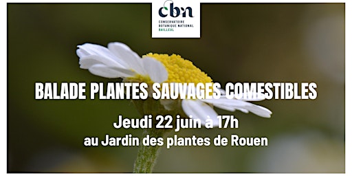Balade "plantes sauvages comestibles" au Jardin des plantes de Rouen