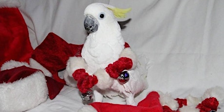 Cocktails and Cockatoos  primary image