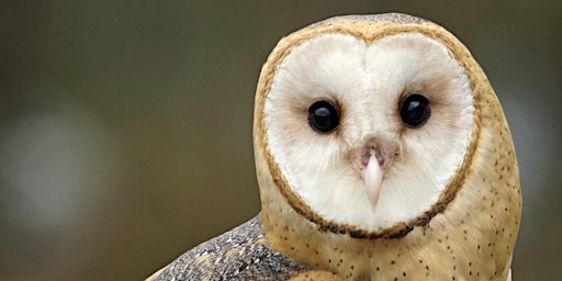 Owl Odyssey primary image
