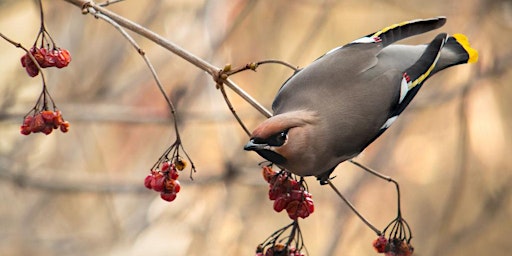 Birding From Point Edward to Grand Bend Canada primary image