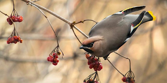 Image principale de Birding From Point Edward to Grand Bend Canada