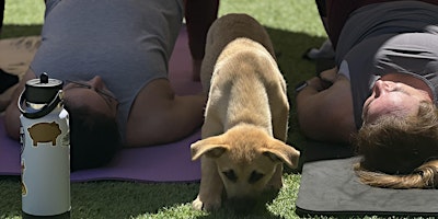 Imagem principal do evento Kane's K9s & Animal Rescue Puppy Yoga