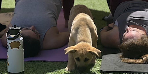 Primaire afbeelding van Kane's K9s & Animal Rescue Puppy Yoga