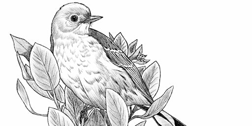 Imagen principal de Intermediate Field Sketching for Birding with Diego Blanco