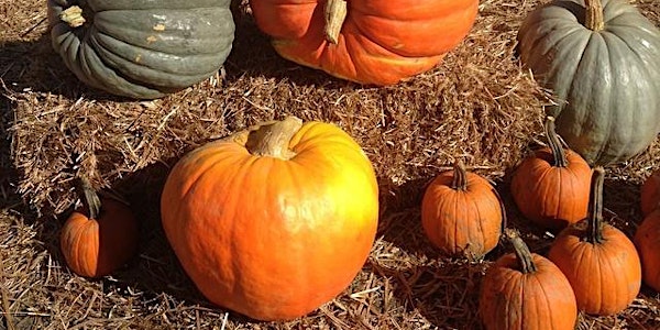LIC Flea - Pumpkin Patch