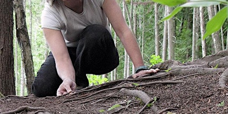 Suzanne Simard: Mother Trees and the Social Forest-  free screening