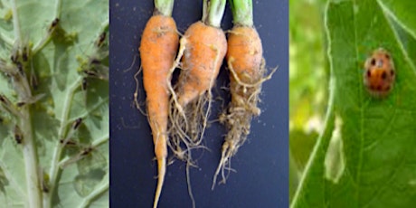 Pest & Disease ID workshop for leafy green vegetables - TAS Cambridge primary image