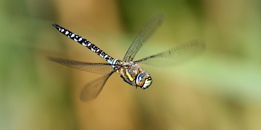 Dragonflies and damselflies of Norfolk with Dr Pam Taylor