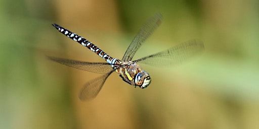 Imagem principal de Dragonflies and damselflies of Norfolk with Dr Pam Taylor