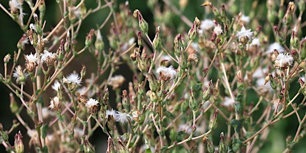 Seed Saving Evening: why it matters and how it's done.