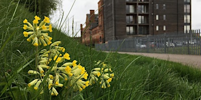 Leicester & Rutland Wildlife Trust - The amazing wildflowers of Leicester primary image