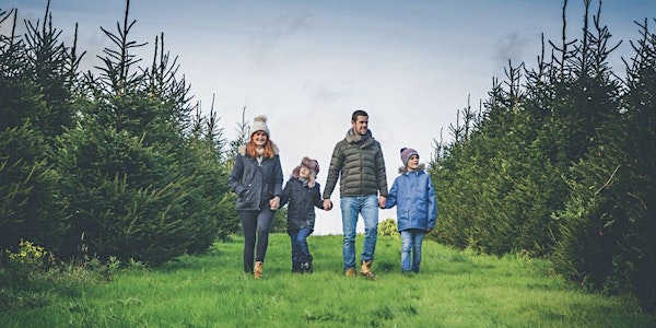 Cotley Christmas Tree Farm "Choose a Tree" Weekends