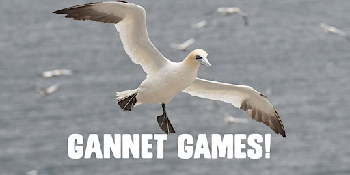 Marine Fest - Gannet Games (fun, interactive, outdoor activities) primary image