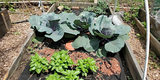 What's Growing in East New York? - A Six Garden Walking Tour primary image