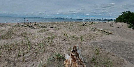 Dune Restoration and Shoreline Protection on the Toronto Islands Field Trip primary image